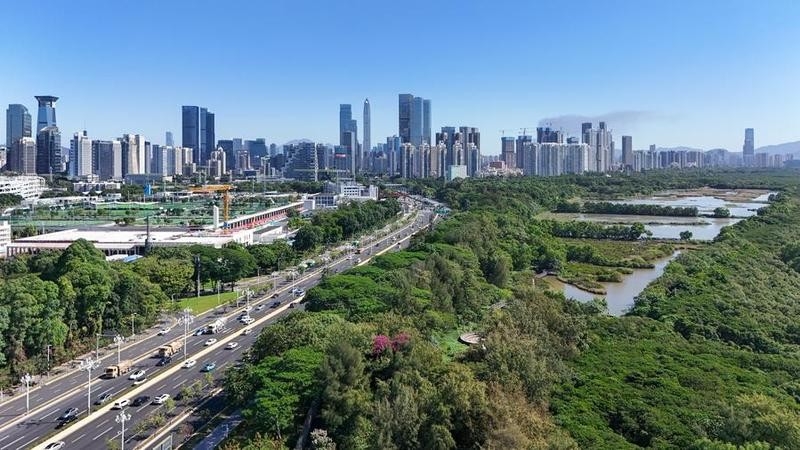 An aerial drone photo shows a view of mangrove wetlands in Futian of Shenzhen, South China's Guangdong province, Nov 29, 2024. [Photo/Xinhua]