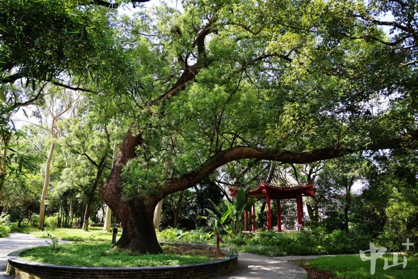 Camphor Tree Park Camphor Tree Park